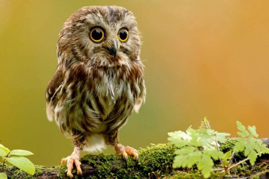 Advice Column: Ask Another Owl