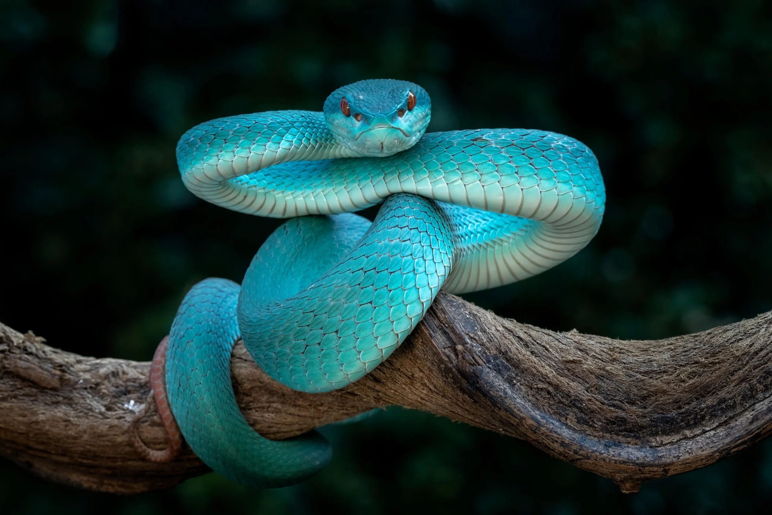 Venomous Snakes: A New Christmas Gift